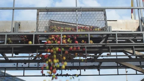 Working line for sorting and receiving apples Stock Footage 279749505