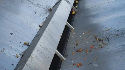 Working line for sorting and receiving apples Stock Footage 279749548