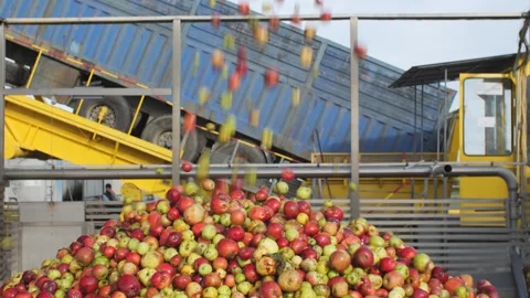 Working line for sorting and receiving apples Stock Footage 279749598