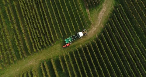 The working machine in vineyard. Top copter view. Weinsberg, Heilbronn district Stock Footage 87529407