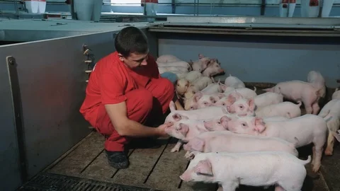 Working man playing with pigs at pig farm Vídeo Stock 128525321