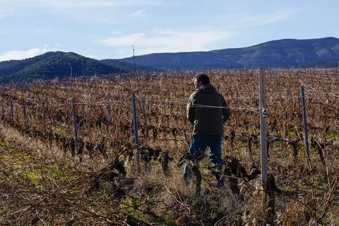 Working man pruning vineyard in la rioja spain Photos