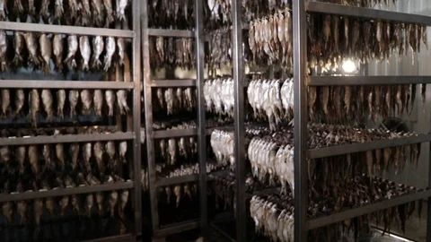 A working man in a uniform moves his hands on a hanger with fish for drying. Stock Footage 118976330