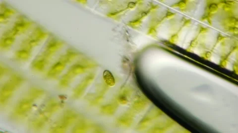 Working with a microscope Stockbeeldmateriaal 11856313