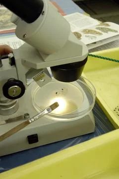Working with microscope in lab Stock Photos