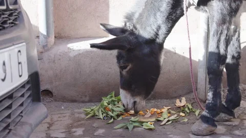A working Moroccan donkey eating leaves in Marrakech medina Stock Footage 265449630
