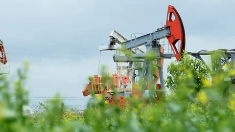 Working Oil Pump Jack in a Rapeseed Field Stock-Footage 95888073