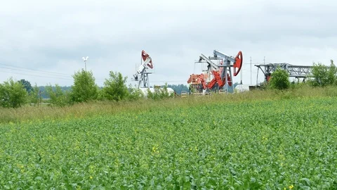 Working Oil Pump Jack in a Rapeseed Field Vídeo Stock 95889217