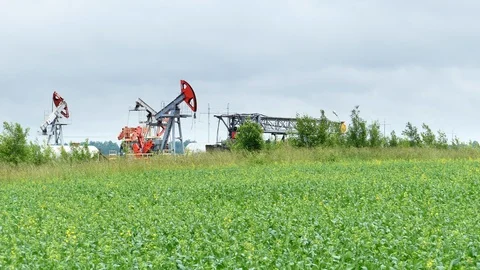 Working Oil Pump Jack in a Rapeseed Field Stock-Footage 95890148