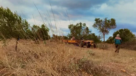 Working on an olive grove Vidéo 171043241