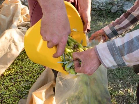 Working at olive tree plantation Stock Photos