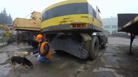 Working in an orange construction helmet feed and touch the two stray dogs. Stock-Footage 57297893