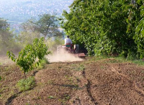 Working in the orchard Foto stock