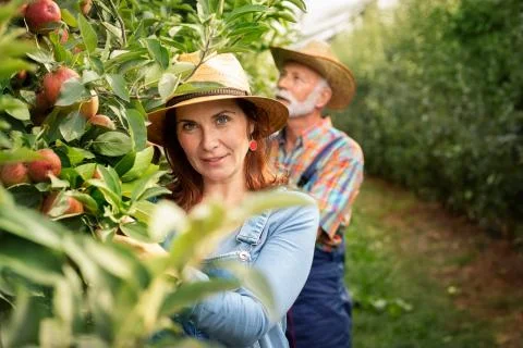 Working in an orchard Stock Photos