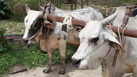 Working Ox Stock Footage 104418503