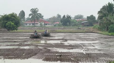 Working of the Paddy Field Stock Footage 21364518