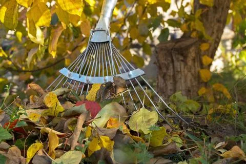 Working part of garden rake at trunk of apple tree next to pile of autumn leaves Stock Photos