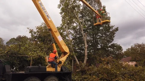 Working people, on an aerial platform, cut down trees on the street. 스톡 동영상 117690680