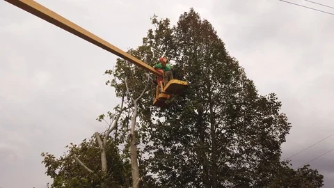 Working people, on an aerial platform, cut down trees on the street. Vídeos de archivo 117690801
