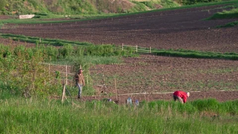 Working people timelapse on backyard garden. Rural scene in spring, concept of g Stock Footage 154694781