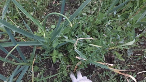 Working with plants in countryside. Stock Footage 169759767