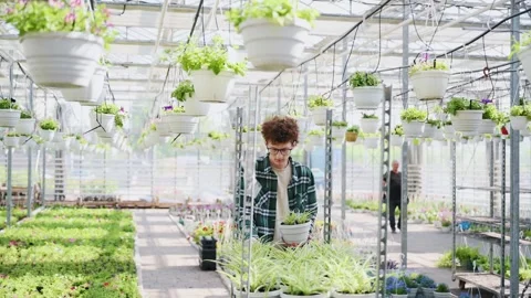 Working with potted plants that are on the shelf. Stock Footage 243579422
