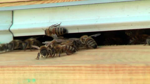 Working process of bees in a beehive Stock Footage 56847498