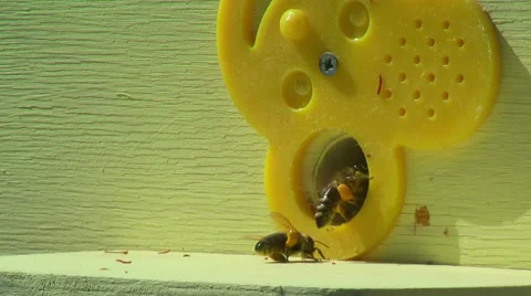Working process of bees in beehive Stock Footage 62810532