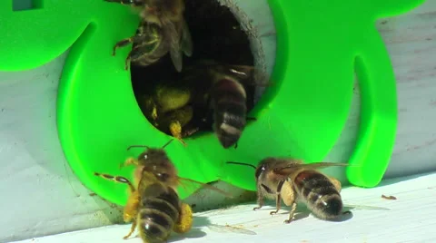 Working process of bees in beehive Stock Footage 62810911