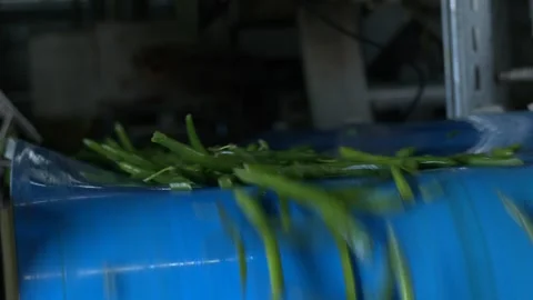 The working process of green bean production in a canning factory. Video stock 330349553
