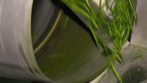 The working process of green bean production in a canning factory. Stock Footage 330349839