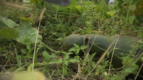 Working process of harvesting pumpkins on the eco farm Stock Footage 95326032