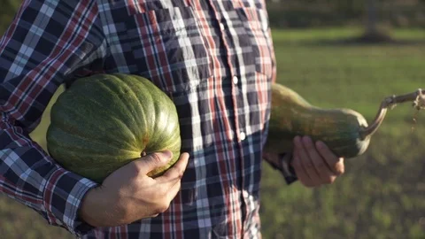 Working process of harvesting pumpkins on the eco farm at sunset Stock Footage 95326307