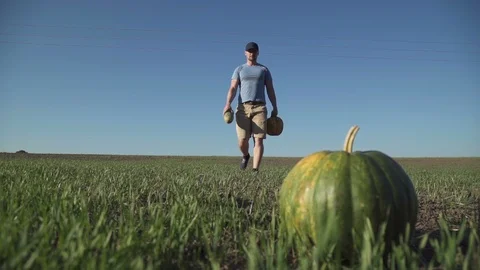 Working process of harvesting pumpkins on the eco farm at sunset Stock Footage 95326466
