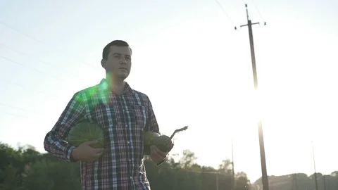 Working process of harvesting pumpkins on the eco farm at sunset 스톡 동영상 95591163