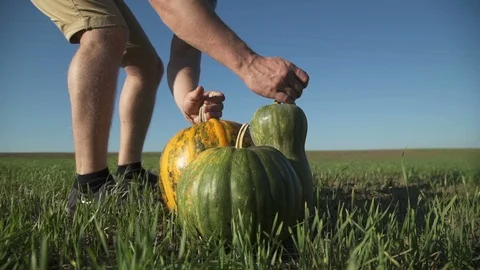 Working process of harvesting pumpkins on the eco farm at sunset Stock Footage 97641010