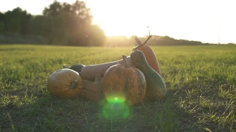 Working process of harvesting pumpkins on the eco farm at sunset Stock Footage 103264439