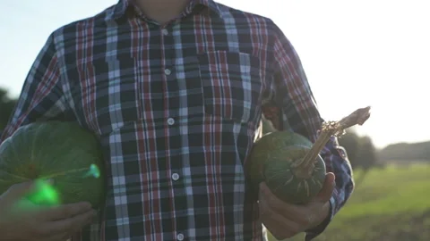 Working process of harvesting pumpkins on the eco farm at sunset Stock Footage 114651429