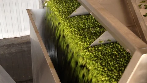 Working process of the production of green peas on cannery. Stock Footage 95693734