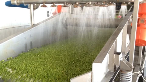Working process of the production of green peas on cannery. Stock Footage 95693877