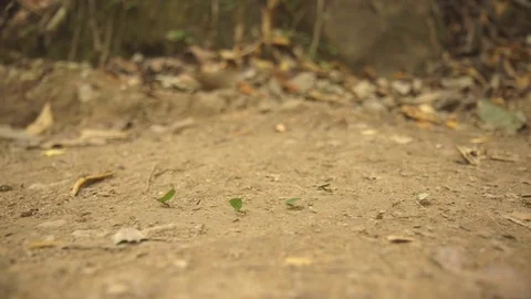 Working red ants walking in a line carrying pieces of leaves Stock Footage 79793370