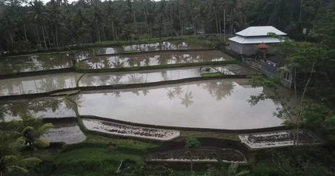 Working in Rice Fields Bali Drone Shot Stock Footage 106238557