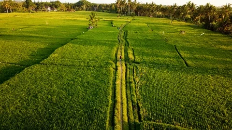 Working on rice fields Stock Footage 106696542