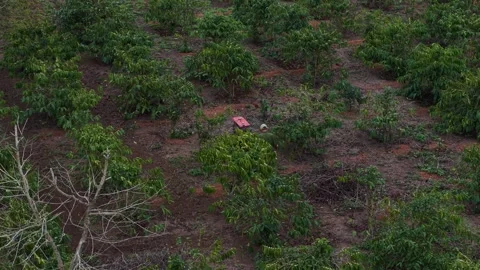 Working the rich red soil inside the coffee plantation… 스톡 동영상 342820286