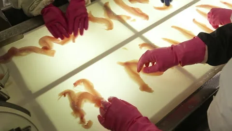  Working sailors are sorting pollock fillets on an illuminated conveyor belt.  Stock Footage 161353613