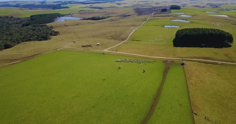 Working with the sheep on the farm. 库存影片 98589043