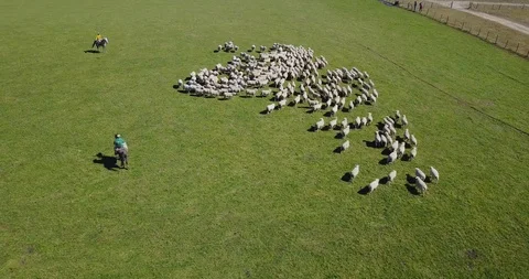 Working with the sheep on the farm. 库存影片 98589077