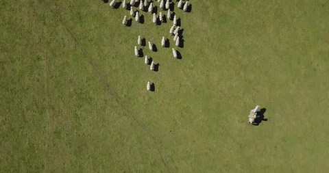 Working with the sheep on the farm. Video stock 98589092