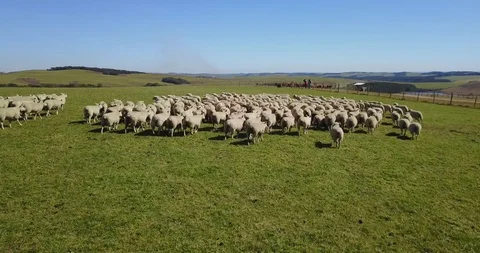 Working with the sheep on the farm. 库存影片 98589147