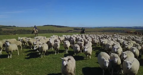 Working with the sheep on the farm. 库存影片 98589167